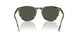 31869A - Tortoise - Dark Green Polar