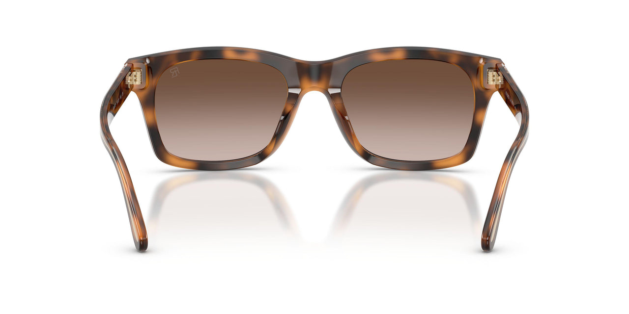 608913 - Tortoise - Gradient Brown