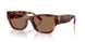 635173 - Tortoise - Brown