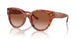 577413 - Tortoise - Brown Gradient