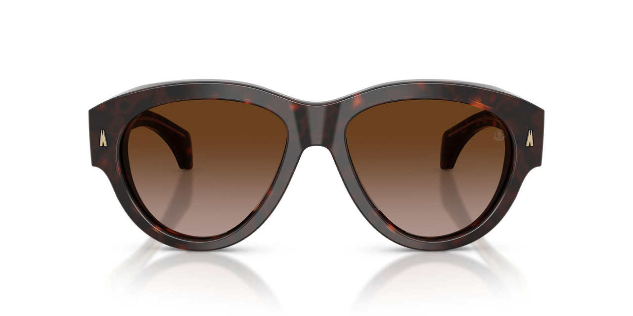 300213 - Tortoise - Brown Gradient