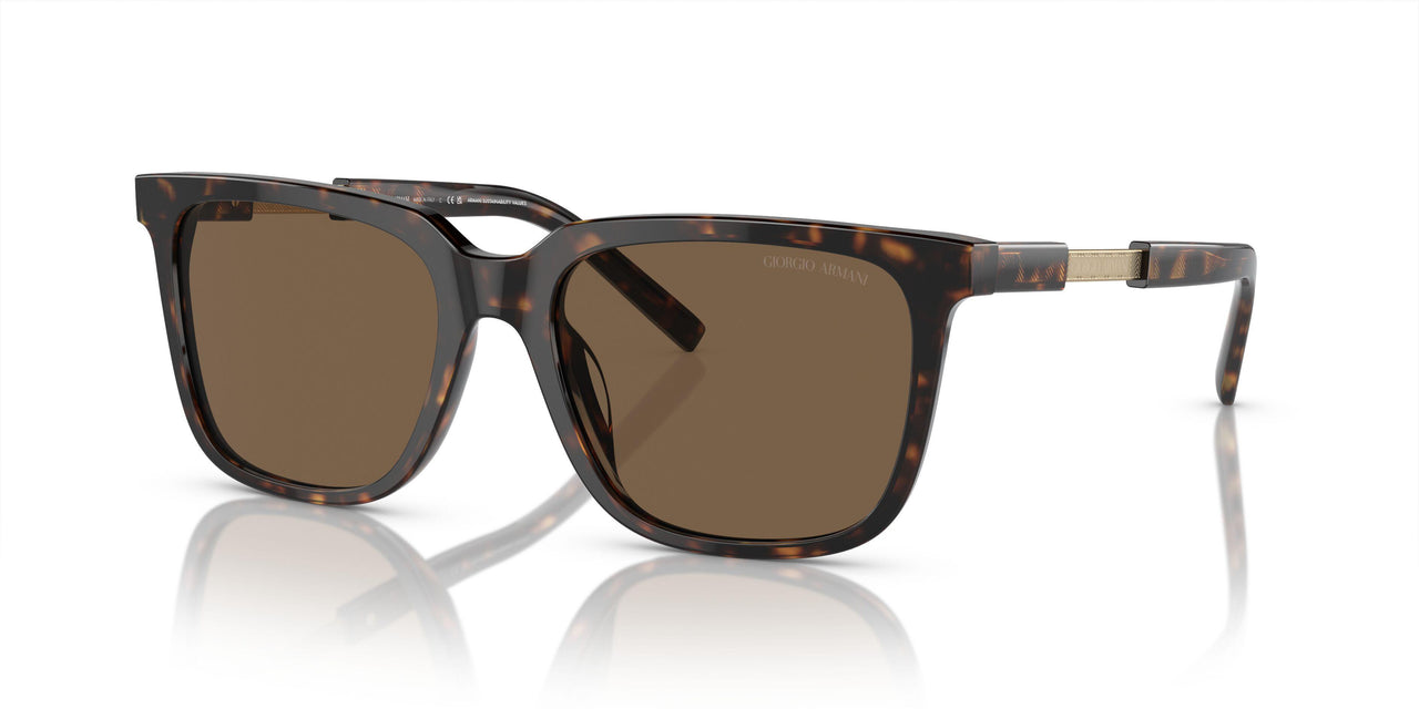 587973 - Tortoise - Dark Brown