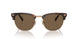 613773 - Tortoise - Brown