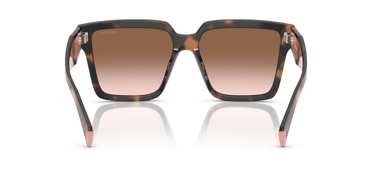 23A0A6 - Tortoise - Brown Gradient