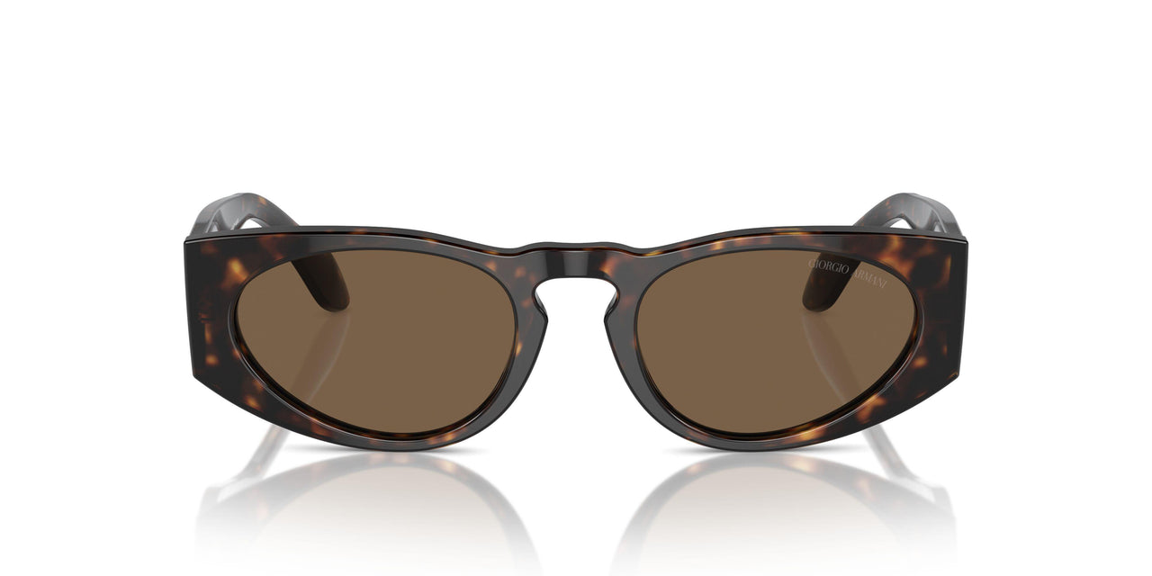 612473 - Tortoise - Dark Brown