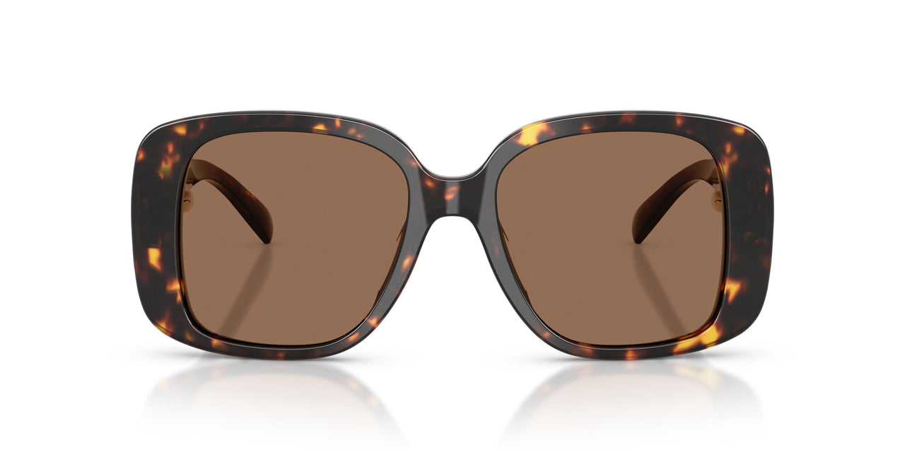 198173 - Tortoise - Brown