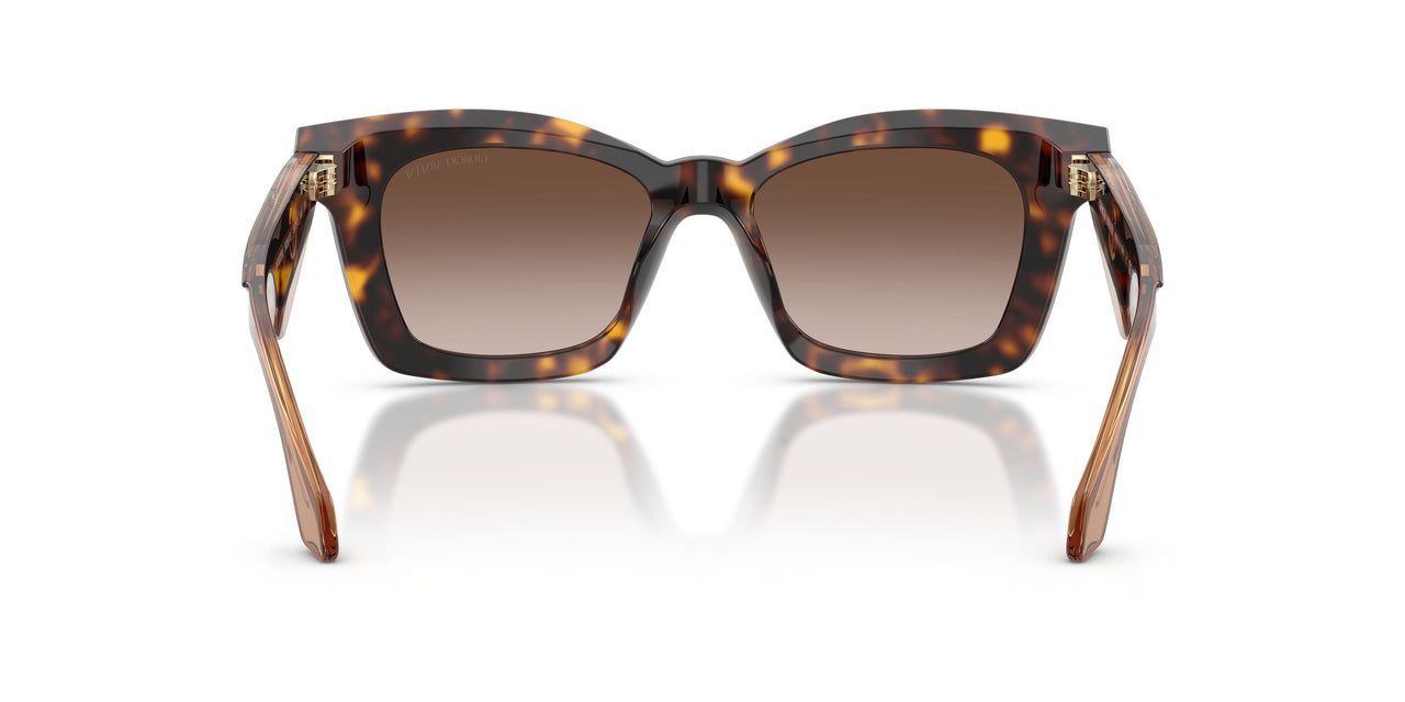 502613 - Tortoise - Brown Gradient