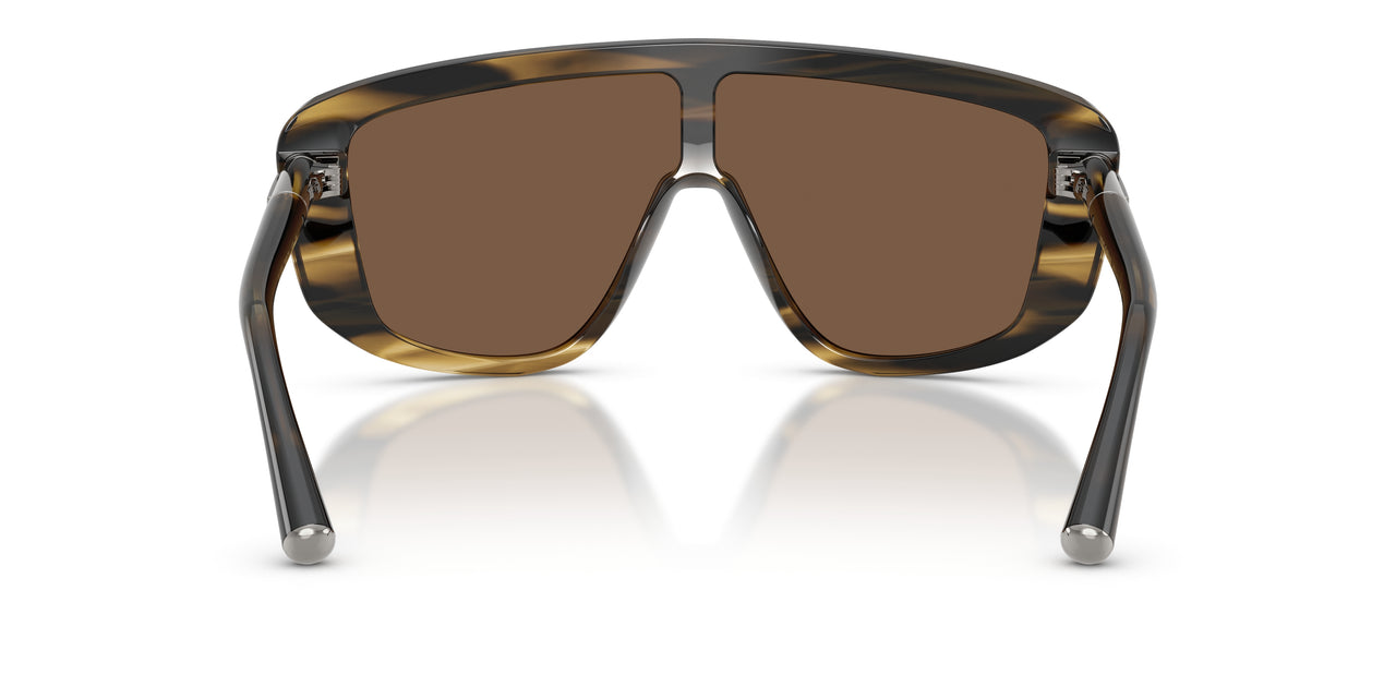 306373 - Tortoise - Brown