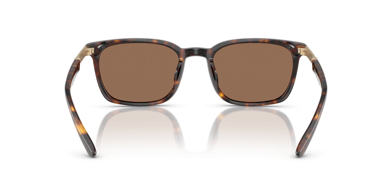 616173 - Tortoise - Dark Brown
