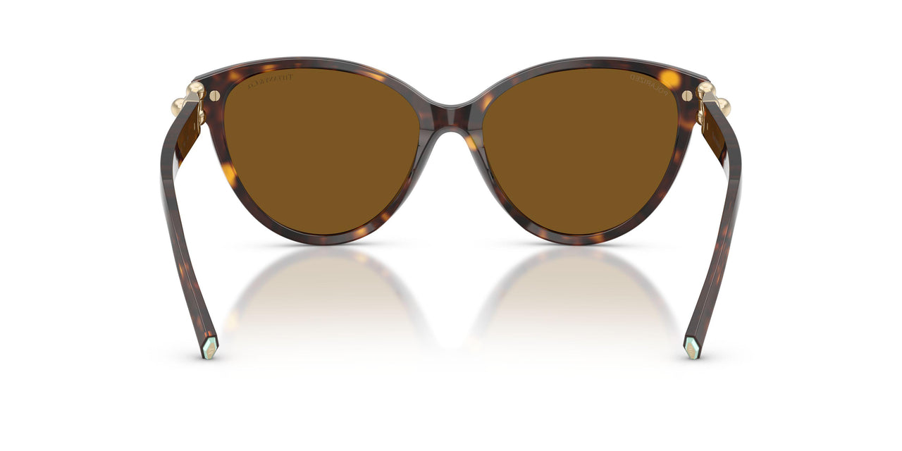 801583 - Tortoise - Dark Brown Polar