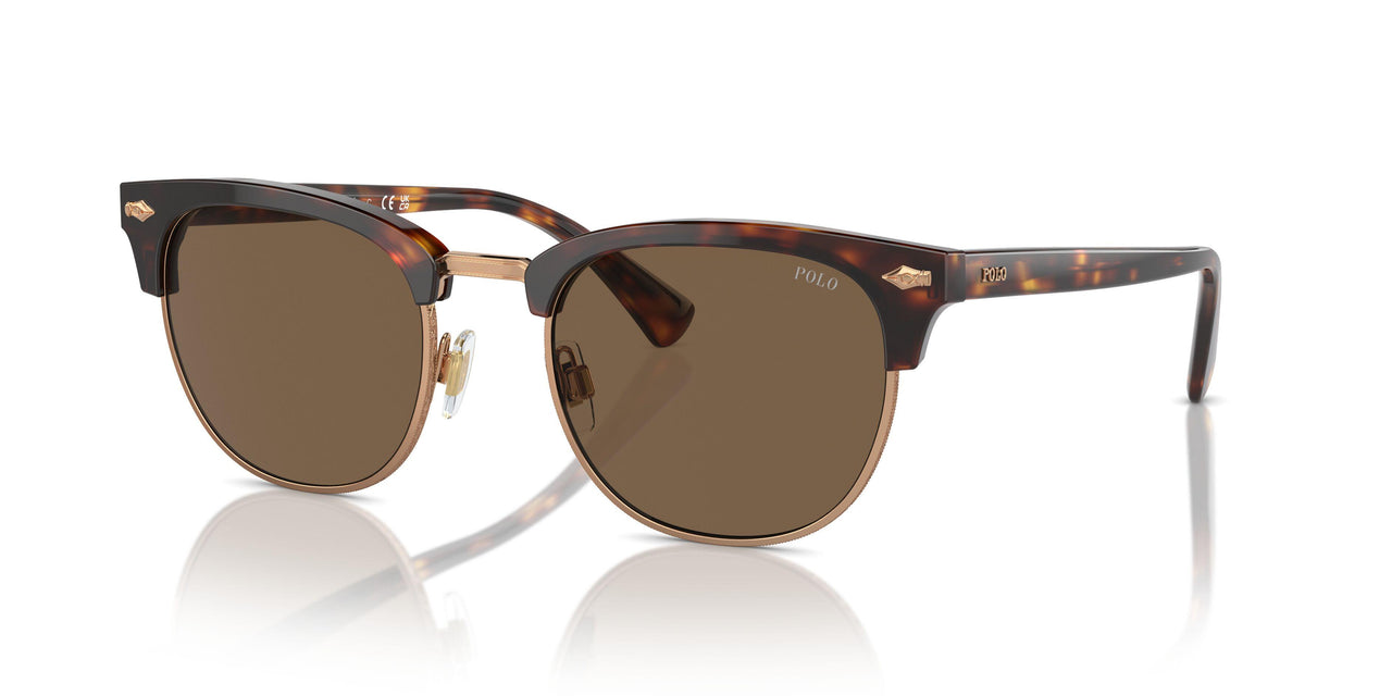 613773 - Tortoise - Brown