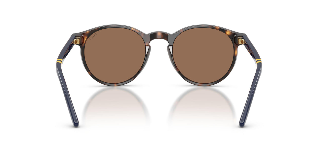 500373 - Tortoise - Brown