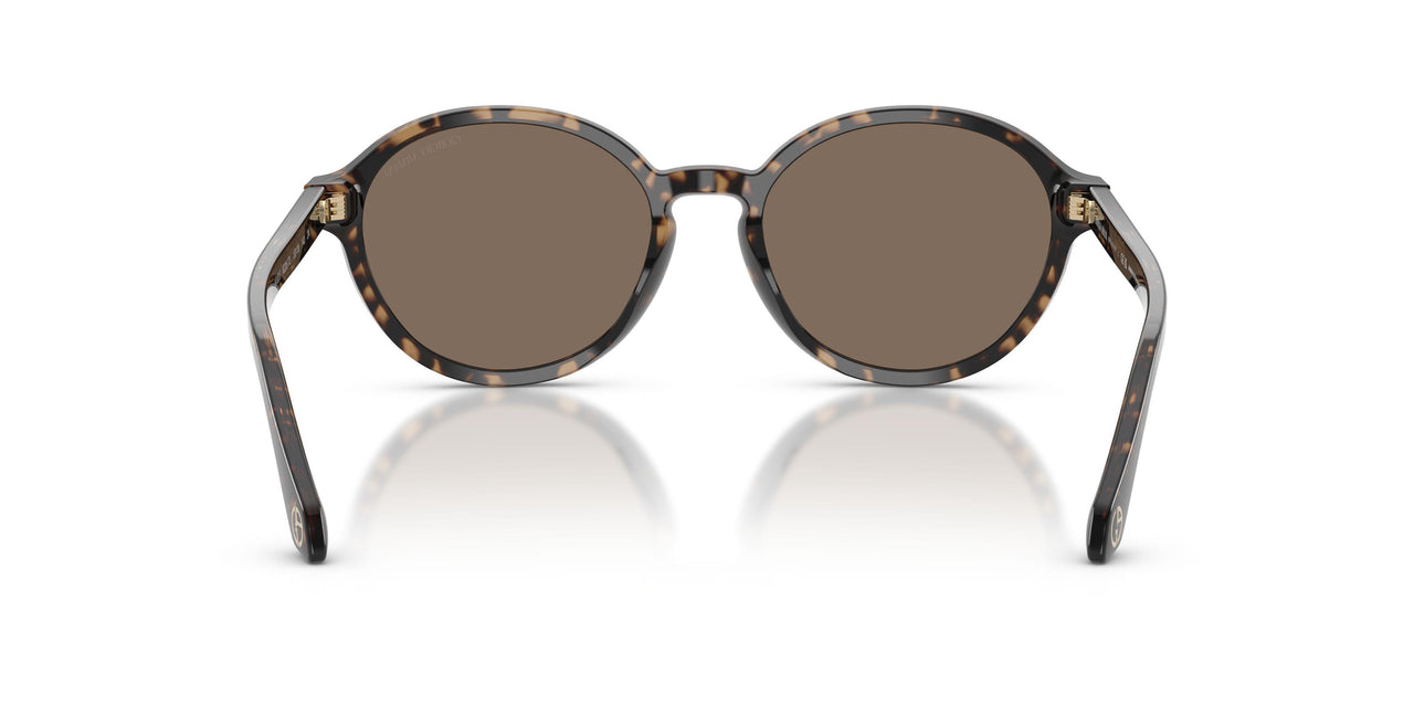 623573 - Tortoise - Brown