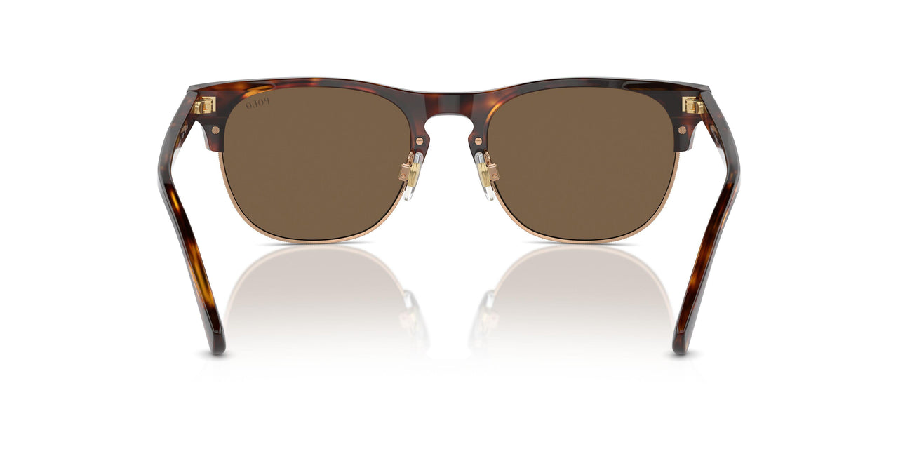 613773 - Tortoise - Brown
