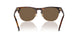 613773 - Tortoise - Brown