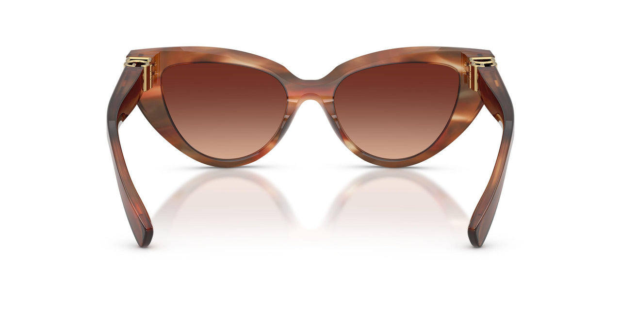 322113 - Tortoise - Gradient Brown