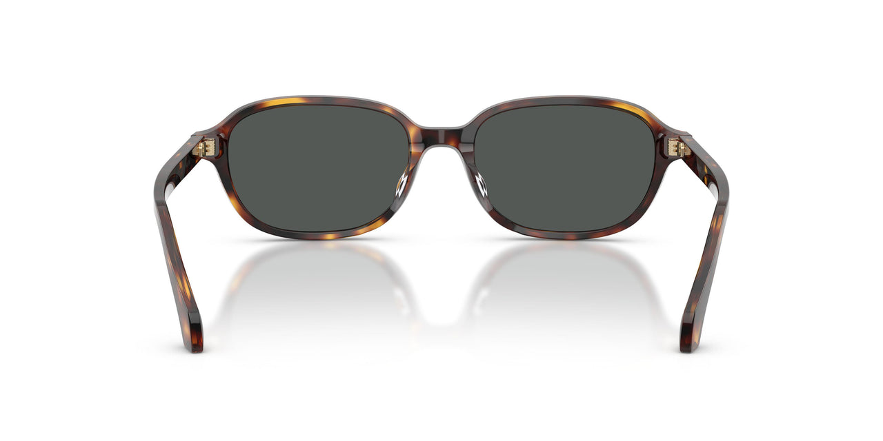 553773 - Tortoise - Dark Brown