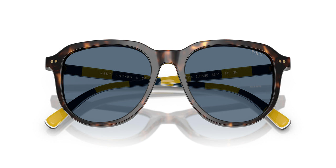 500380 - Tortoise - Dark Blue