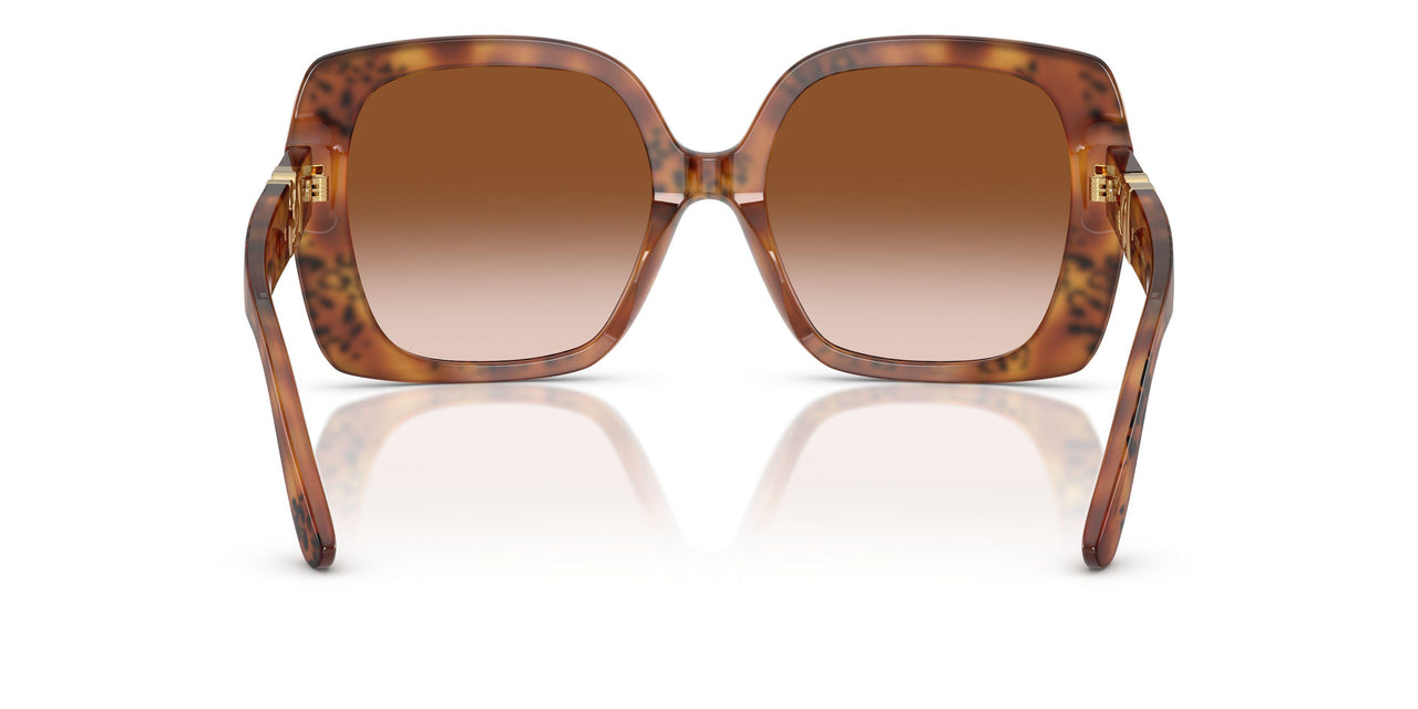 338013 - Tortoise - Brown Gradient