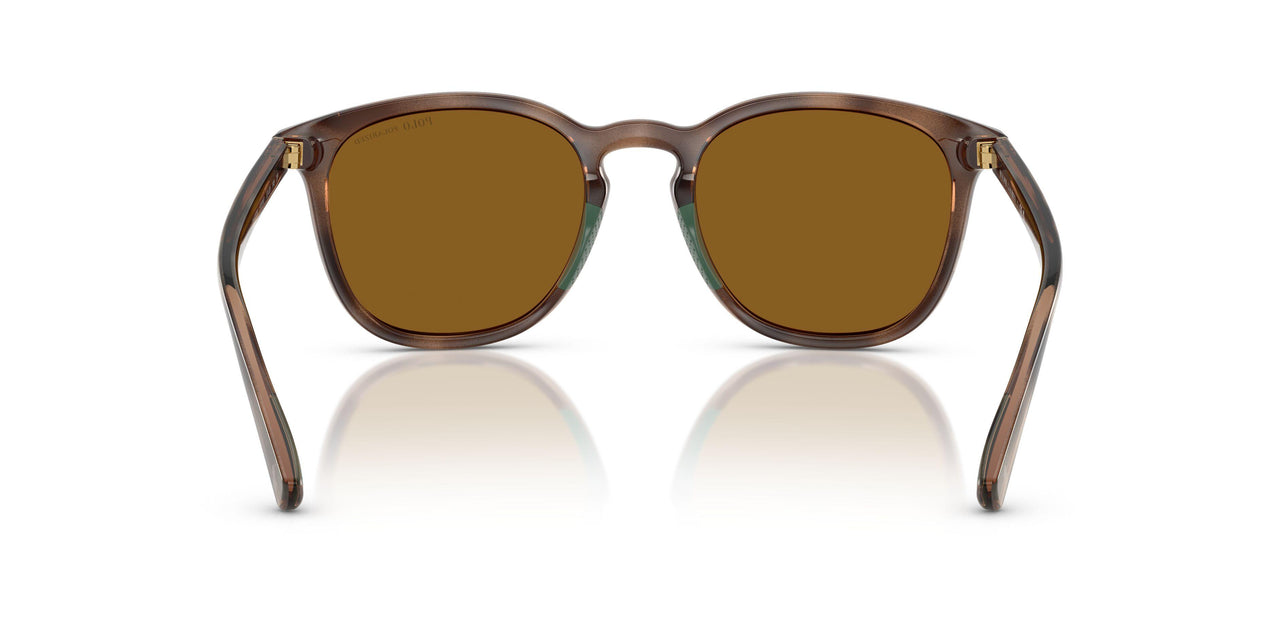 500383 - Tortoise - Dark Polar Brown
