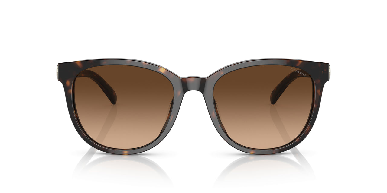 512074 - Havana - Brown Gradient