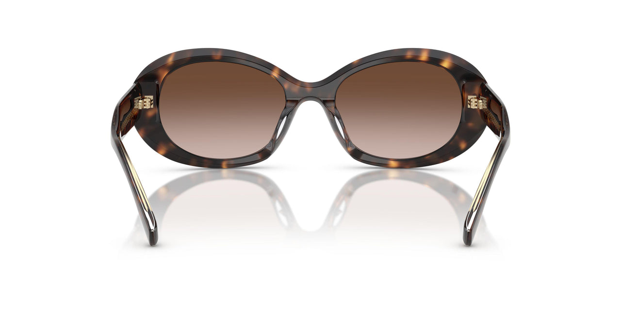 172813 - Tortoise - Brown Gradient