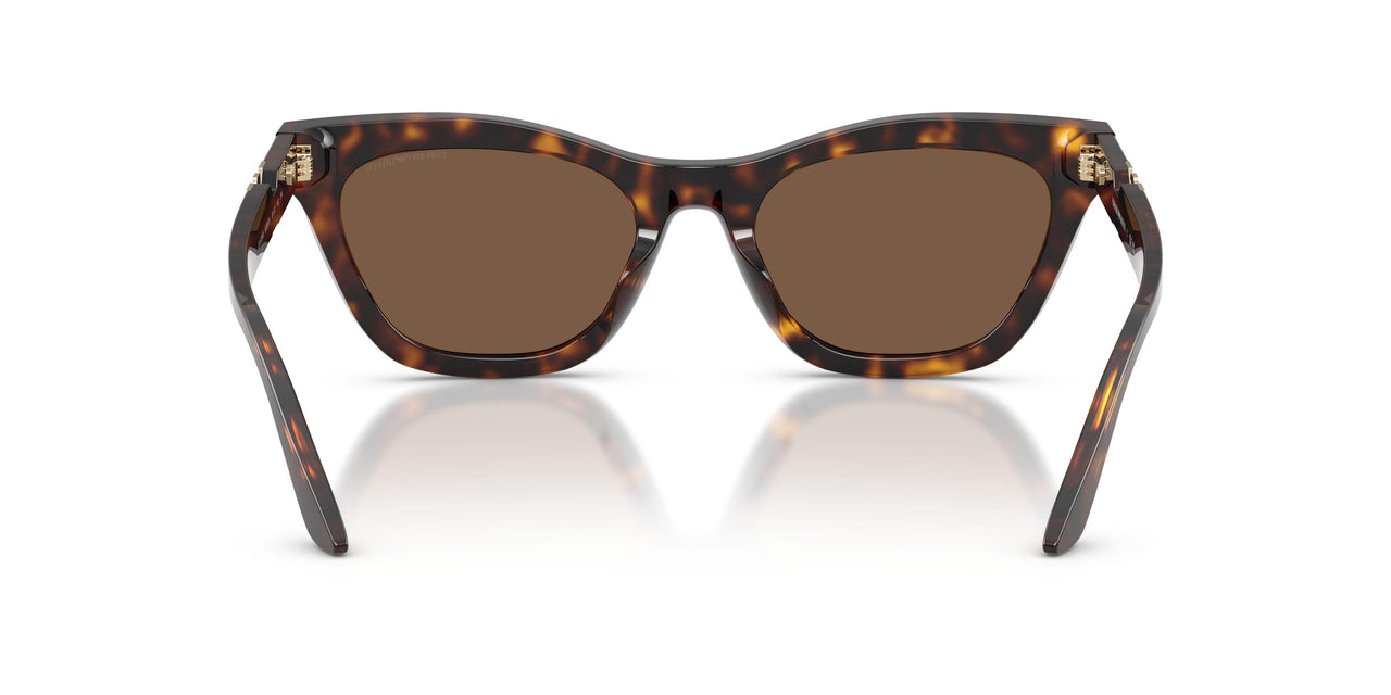 502673 - Tortoise - Brown