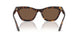 502673 - Tortoise - Brown