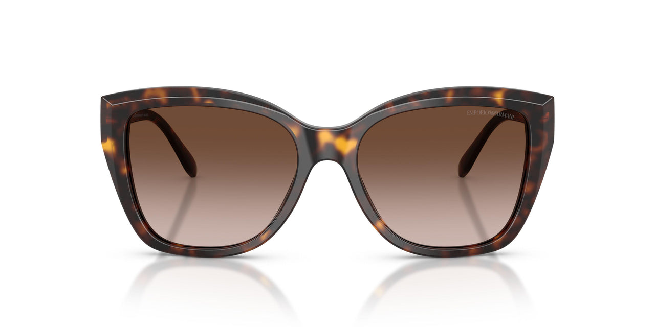 502613 - Tortoise - Brown Gradient