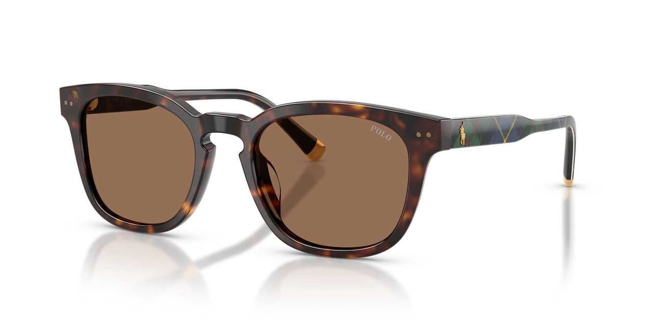 562573 - Tortoise - Dark Brown