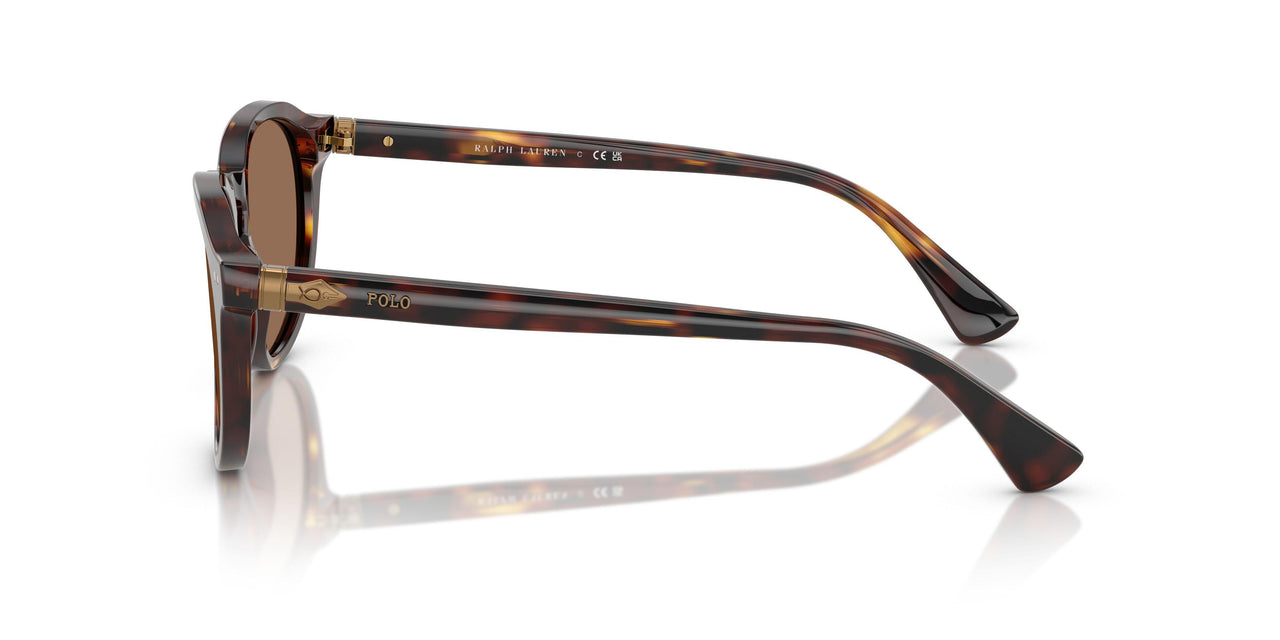 613773 - Tortoise - Dark Brown