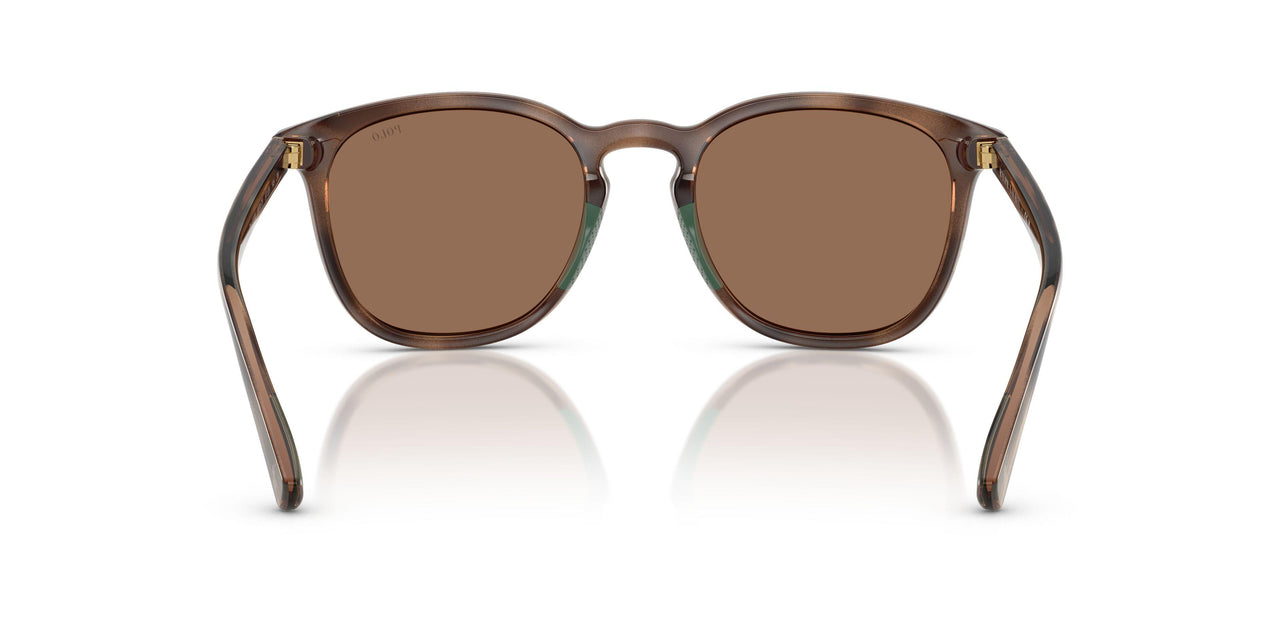 597473 - Tortoise - Dark Brown