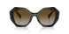 19D6E1 - Black - Polar Brown Gradient