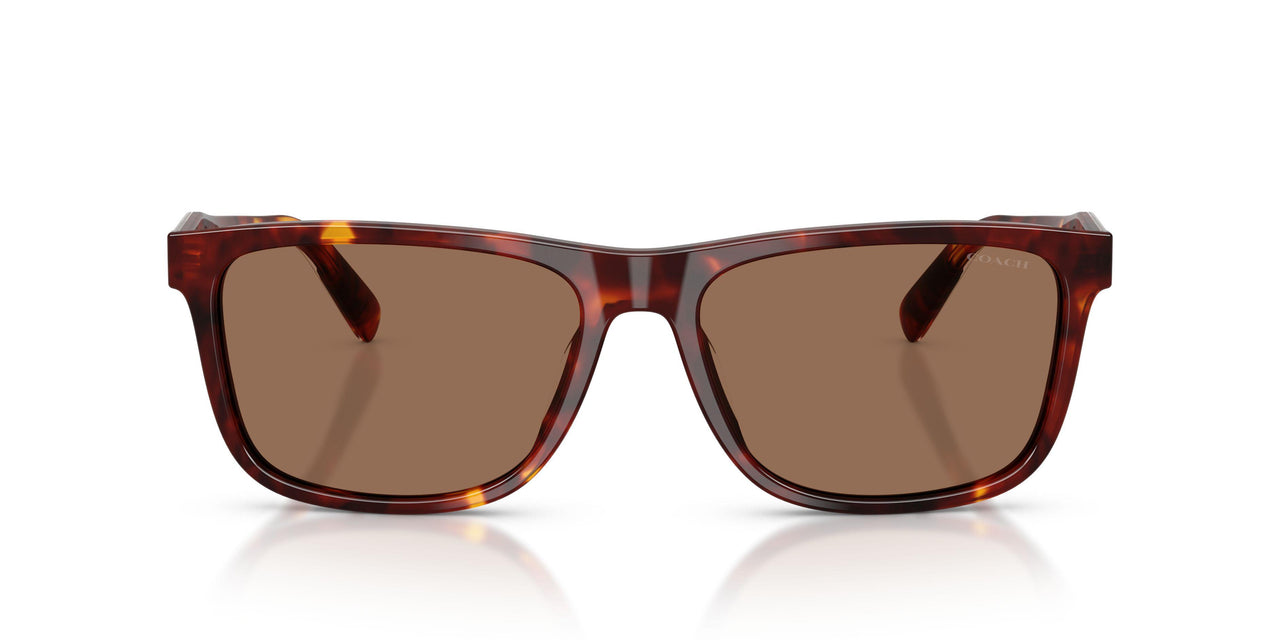 593813 - Tortoise - Brown Solid