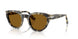 107133 - Tortoise - Brown
