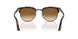112751 - Havana - Clear Gradient Brown