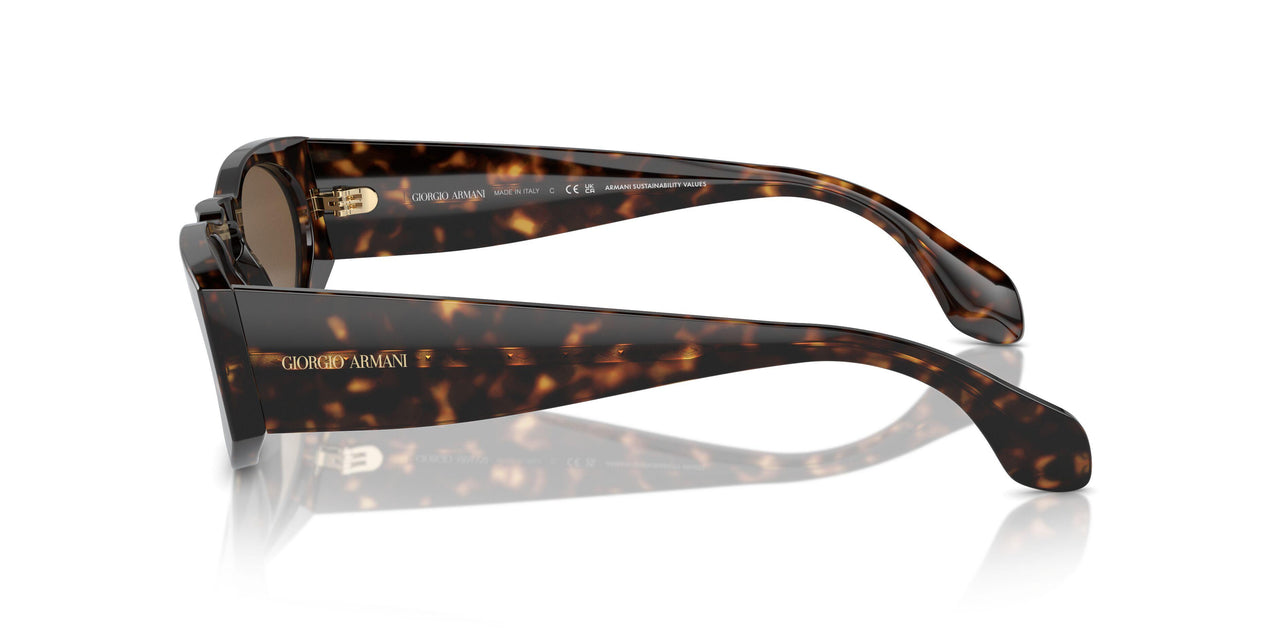 612473 - Tortoise - Dark Brown