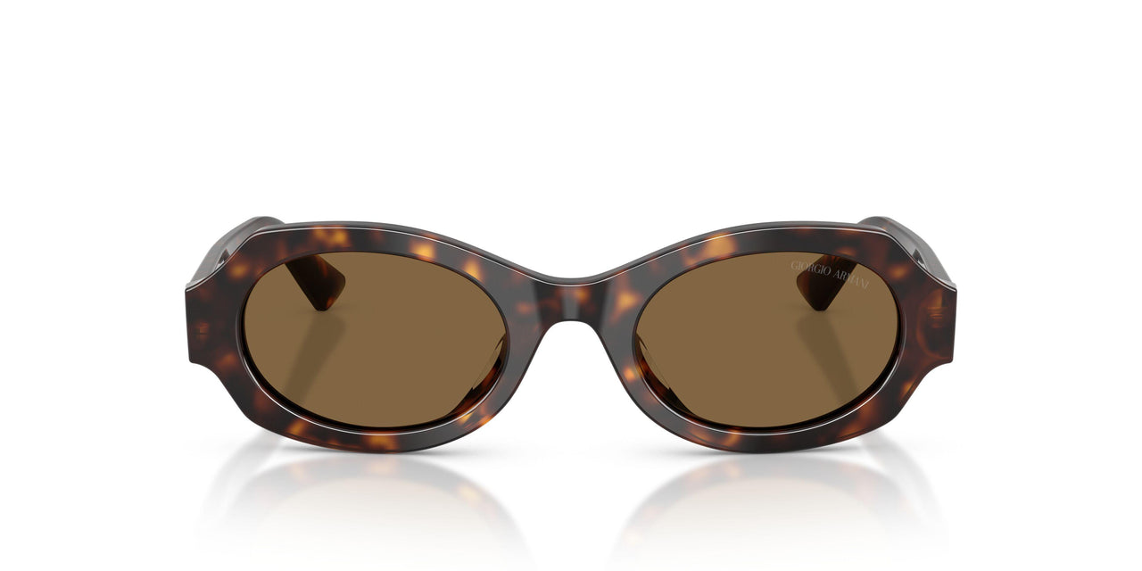 587973 - Tortoise - Brown