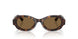 587973 - Tortoise - Brown