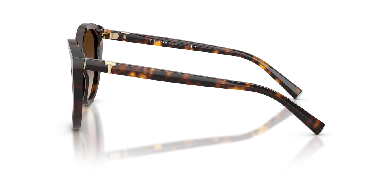80153B - Tortoise - Brown Gradient