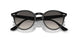 616613 - Turtledove - Brown Gradient