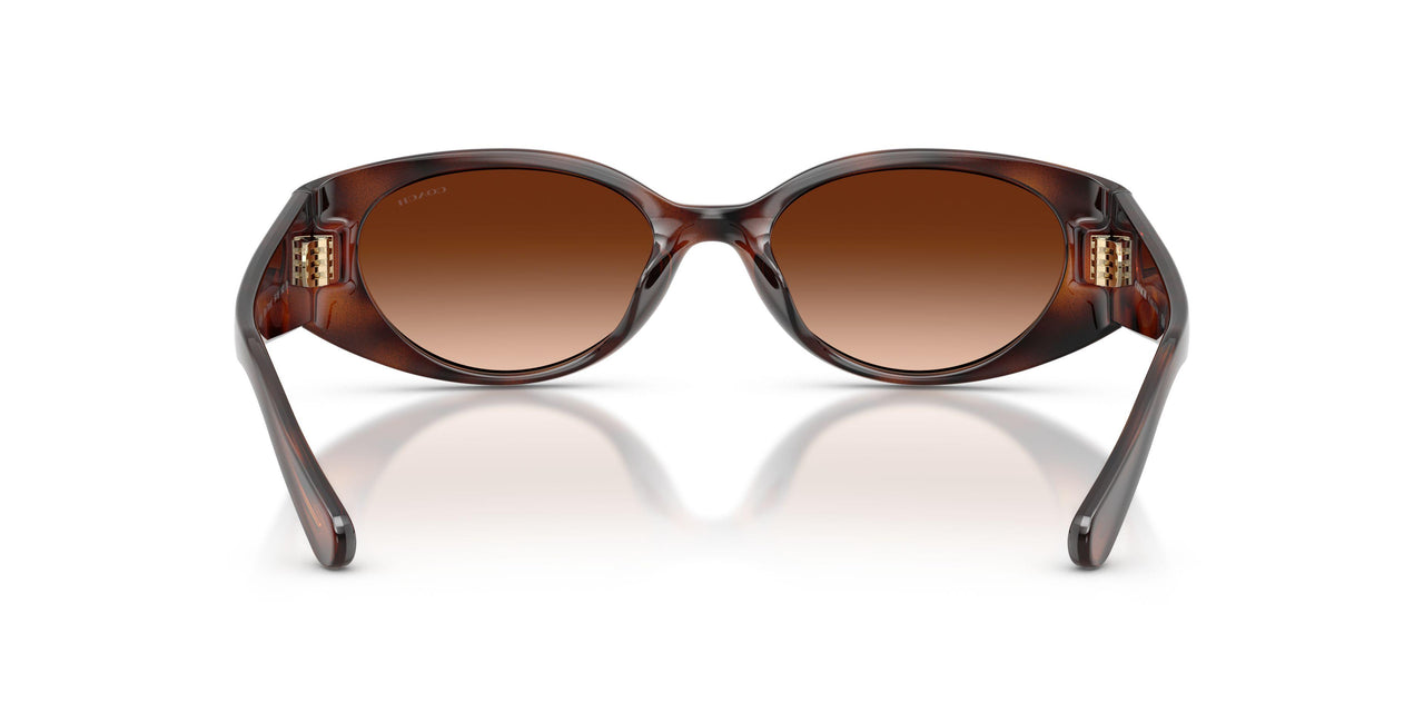 512074 - Tortoise - Brown Gradient