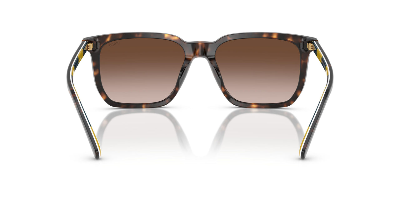 500313 - Tortoise - Gradient Dark Brown