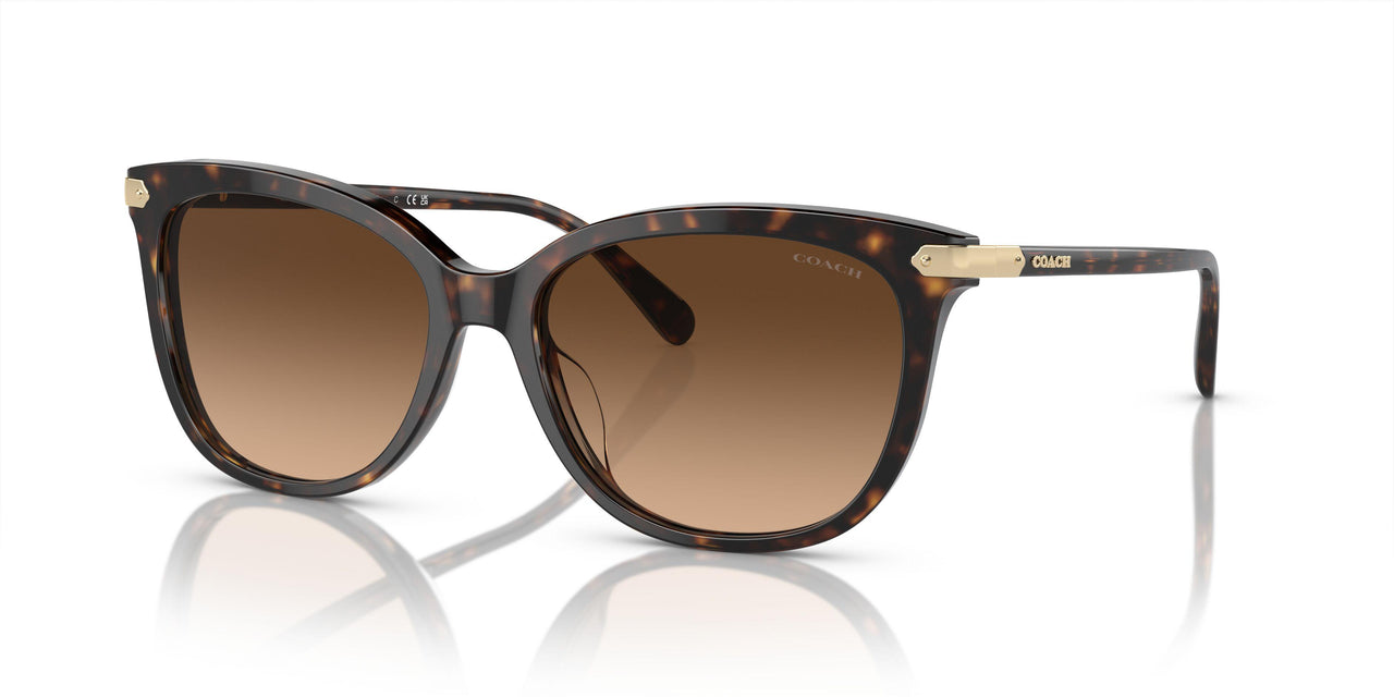 512074 - Tortoise - Brown Gradient