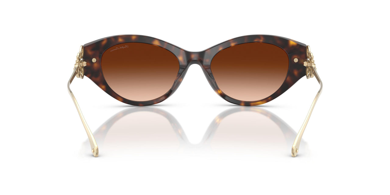 500374 - Brown - Gradient Brown