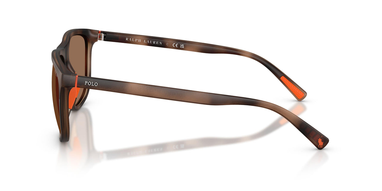 597473 - Tortoise - Dark Brown