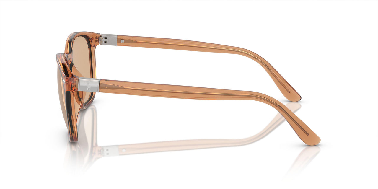 604873 - Brown - Light Brown
