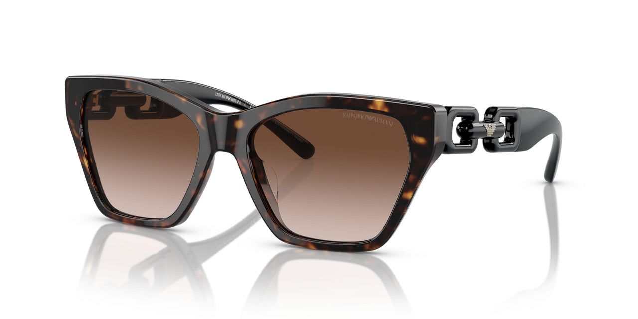 502613 - Tortoise - Gradient Brown