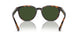 616171 - Tortoise - Solid Dark Green