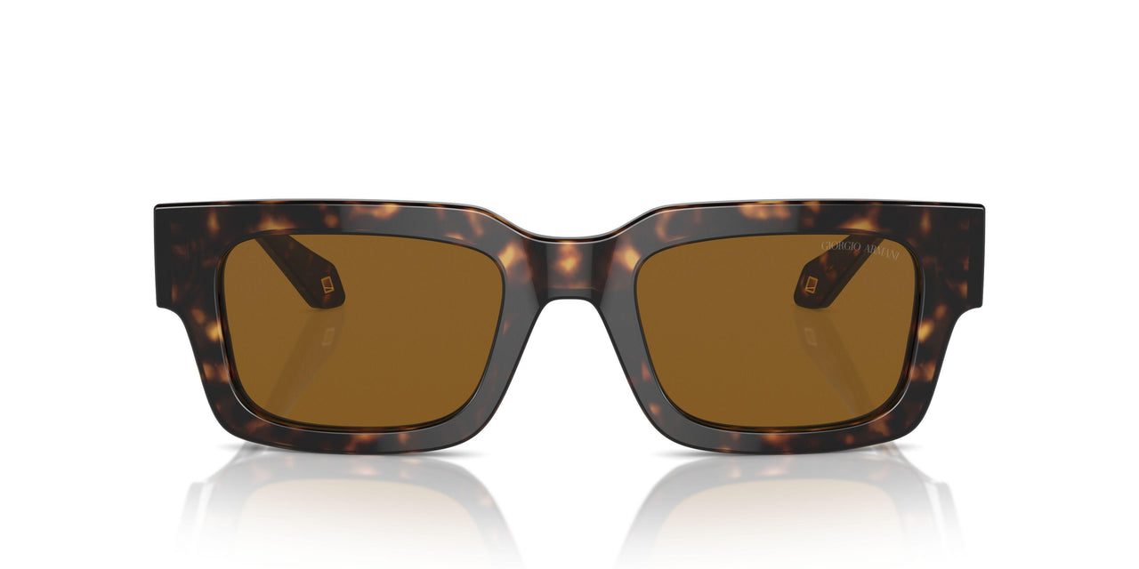 612433 - Tortoise - Brown